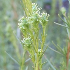 Ericameria pinifolia, photograph author not stated, no rights reserved