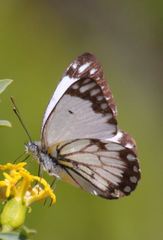 Belenois creona prorsus