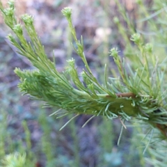 Ericameria pinifolia, photograph author not stated, no rights reserved