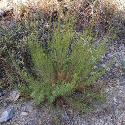 Ericameria pinifolia, photograph 5