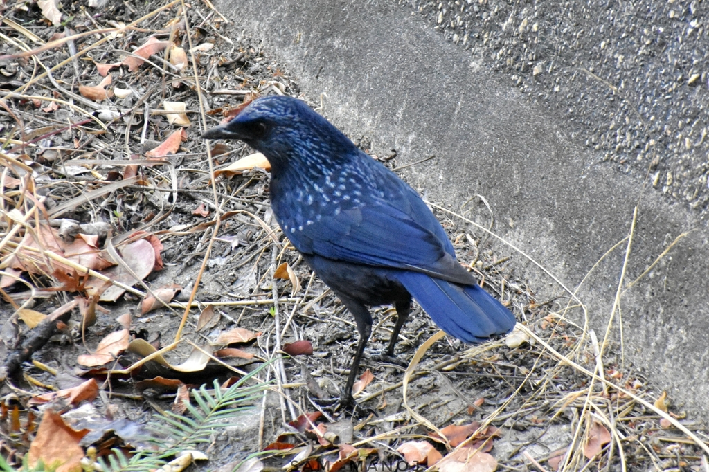 Blue Whistling-Thrush