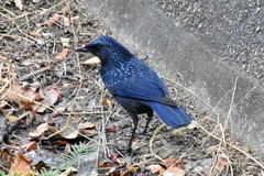 Blue Whistling-Thrush photo 1