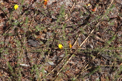 Aspalathus retroflexa bicolor