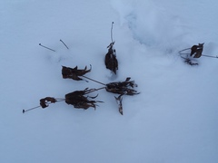 Anemonastrum dichotomum