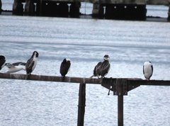 Leucocarbo atriceps albiventer