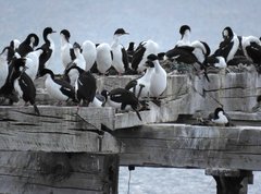 Leucocarbo atriceps albiventer