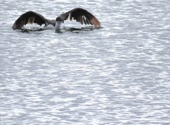 Leucocarbo atriceps albiventer