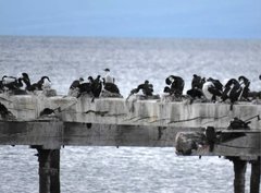 Leucocarbo atriceps albiventer