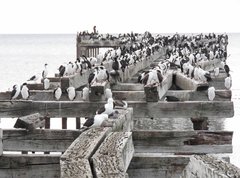 Leucocarbo atriceps albiventer