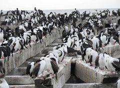 Leucocarbo atriceps albiventer