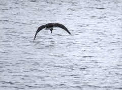 Leucocarbo atriceps albiventer