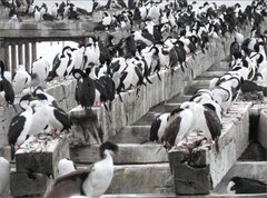 Leucocarbo atriceps albiventer