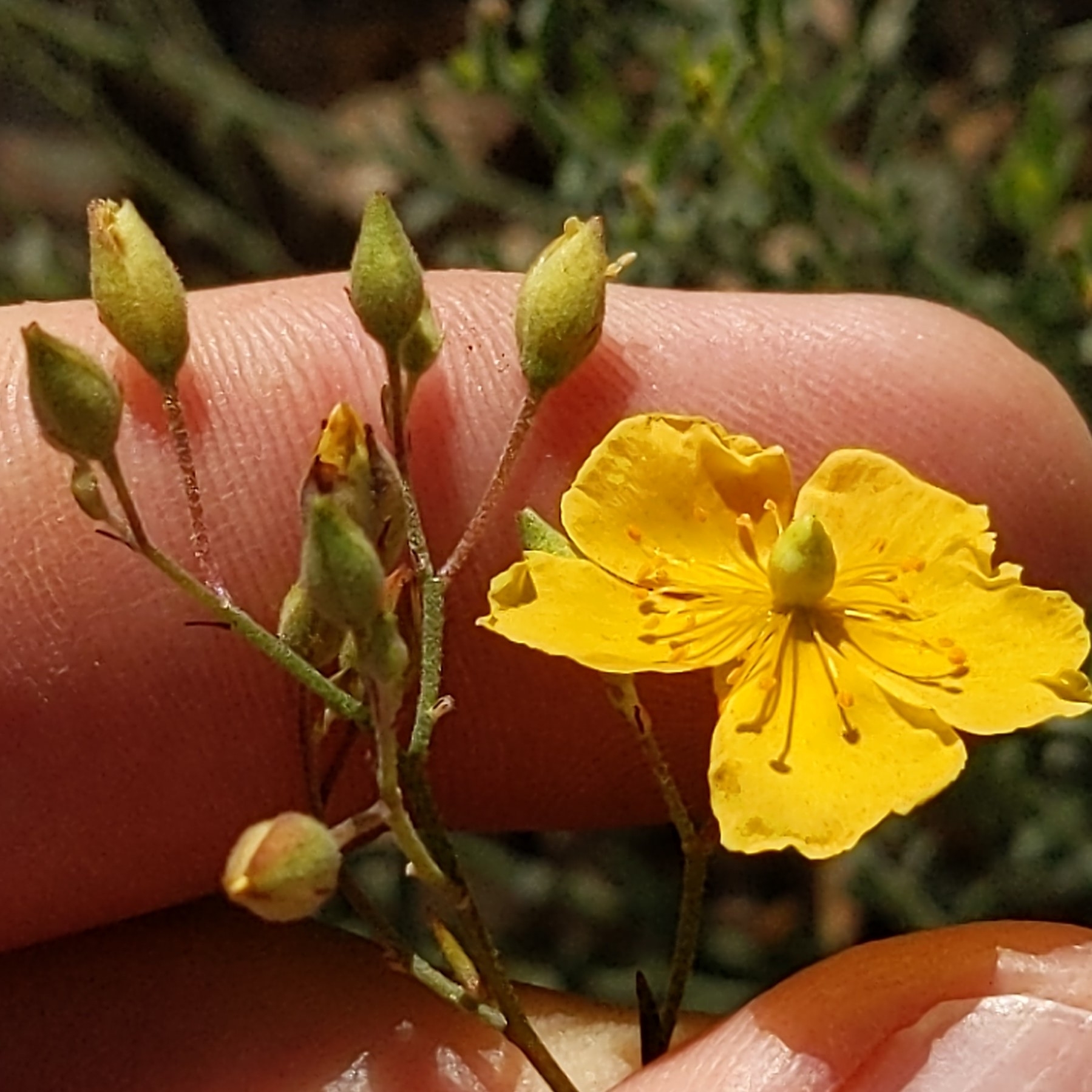 Alderson's Rushrose (Crocanthemum aldersonii)