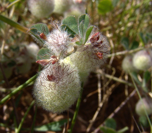 Few-flower Clover (Trifolium pauciflorum)