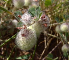 Trifolium pauciflorum