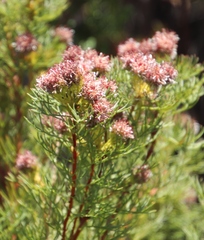 Serruria foeniculacea