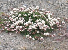 Trifolium repens