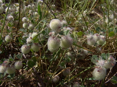 Trifolium pauciflorum