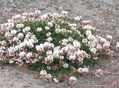 Trifolium repens