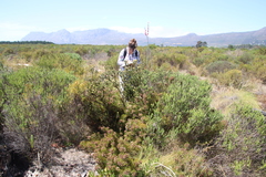 Serruria foeniculacea