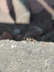 Insecta