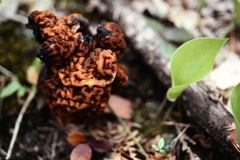 Gyromitra esculenta