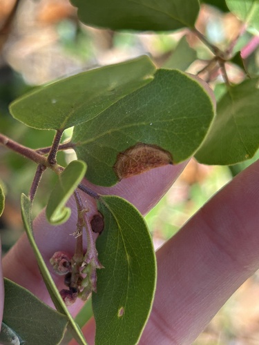 iNaturalist observation photo of Manzanita Leafgall Aphid