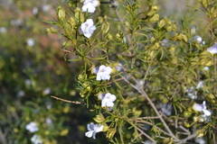 Eremophila spuria