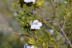 Eremophila spuria