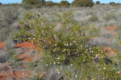 Eremophila spuria