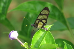 Methona themisto