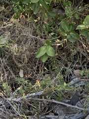 Apalis thoracica capensis