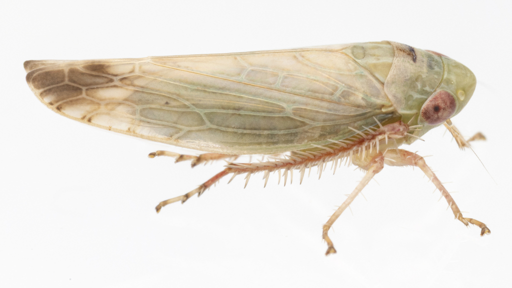 Acinopterus productus