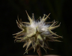 Trifolium leucanthum