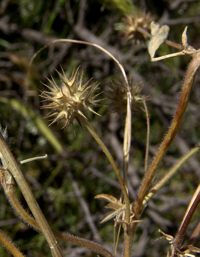 White clover