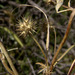 Trifolium leucanthum - Photo (c) Ron Frumkin, algunos derechos reservados (CC BY-NC), uploaded by Ron Frumkin