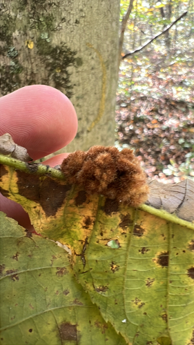 Unknown species found near Morgan County, US-OH, US