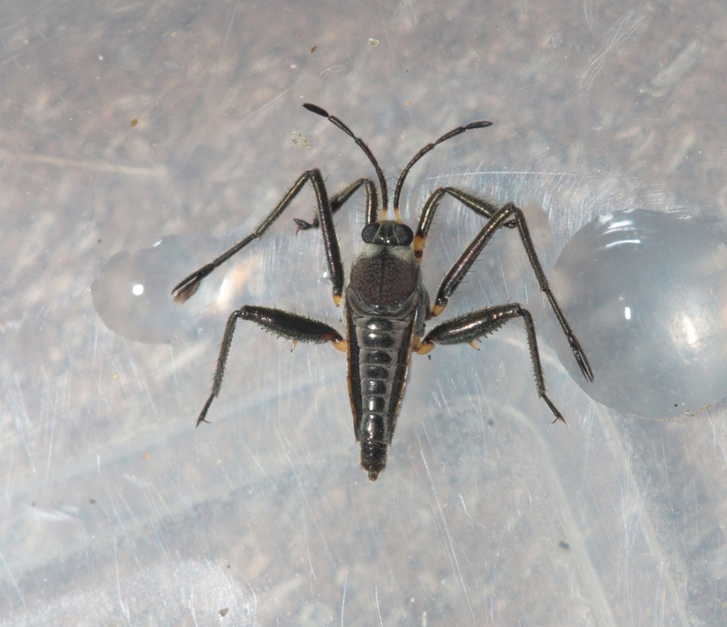 Rhagovelia distincta