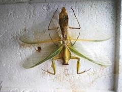 Rhombodera valida