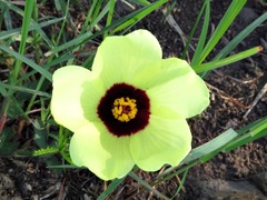 Hibiscus pusillus image
