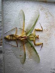 Rhombodera valida