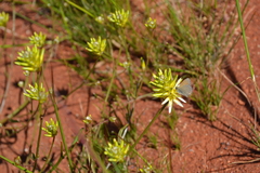 Ptilotus gaudichaudii