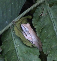 Polypedates discantus