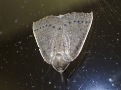 Authaemon stenonipha