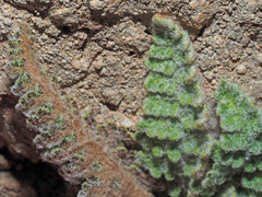 Cosentinia vellea