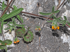 Anthyllis circinnata