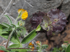 Anthyllis circinnata