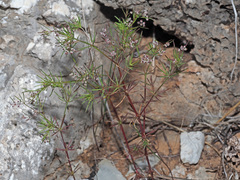Galium setaceum