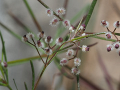 Galium setaceum