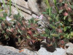 Ononis reclinata